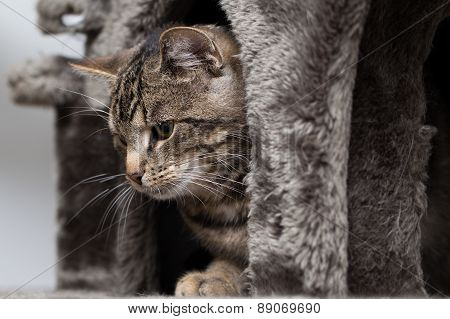Tabby cat