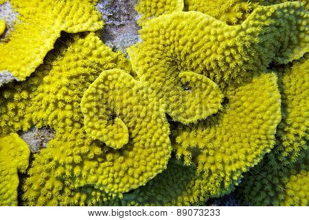 Yellow Coral Turbinaria Mesenterina , Underwater