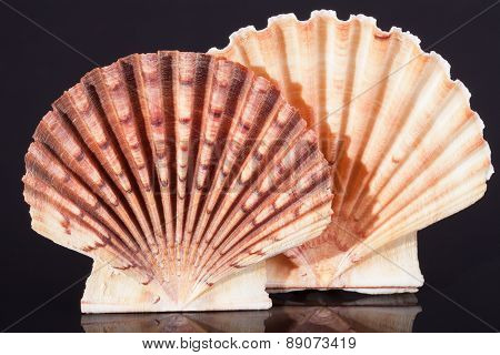 Sea Shells Of Bivalvia On Black Background Macro