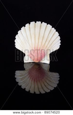 Sea Shell Of Bivalvia On Black Background Macro
