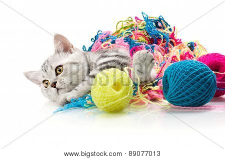 Kitten