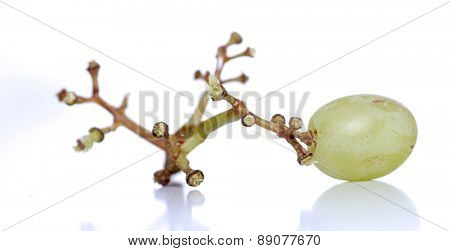 Sudio shot of grapes on white background