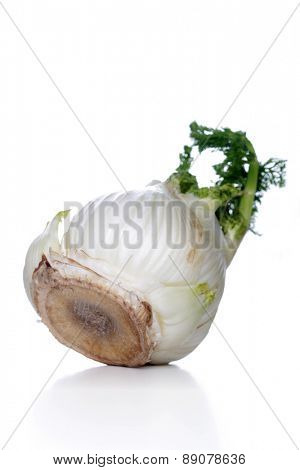 Studio shot of fennel root