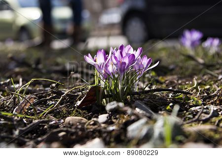 The Crocus