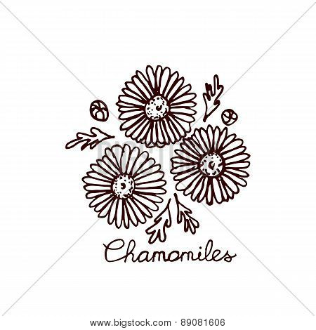 Handsketched bouquet of chamomiles