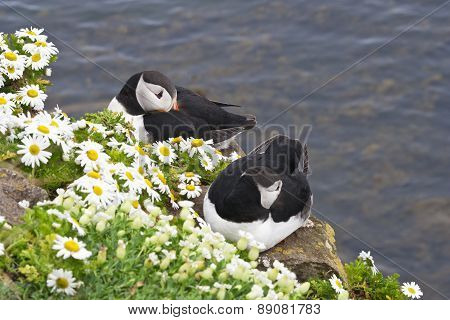 Atlantic puffin pair rests at Latrabjarg Cliffs, Iceland