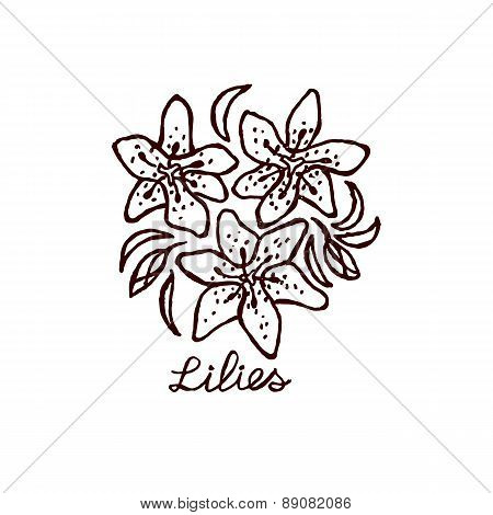 Handsketched bouquet of lilies