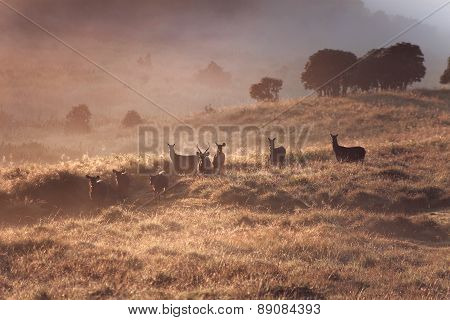 Dreamy landscape with wild deers