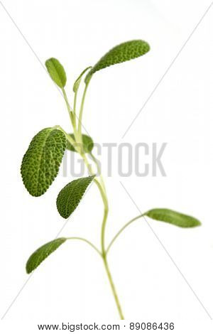 Closep of fresh sage on white background