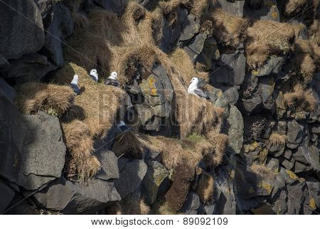 herring gulls nests on the cliffs off Dyrholaey, Iceland