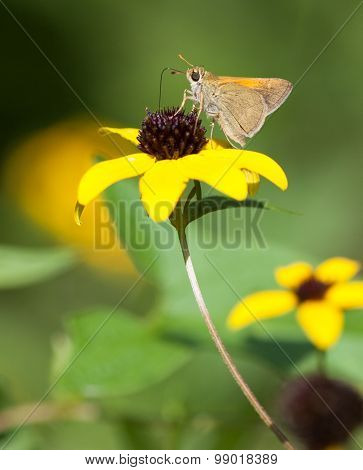 Tawny Edged Skipper