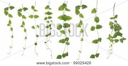 Collected Merremia Hederacea Isolated On White Background