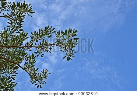 Tree And Bluesky