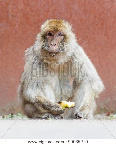 Barbary Macaque (macaca Sylvanus)