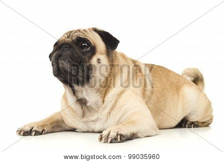 Pug dog isolated on a white background