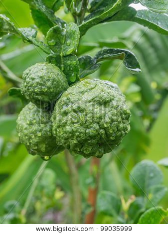Raw Bergamot Fresh On The Tree.