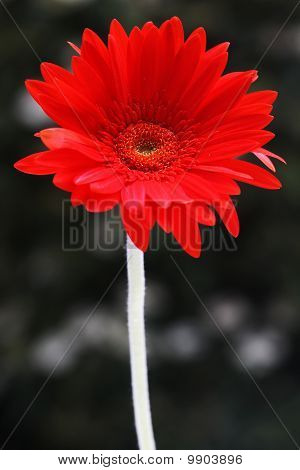 Kırmızı Gerbera çiçek.