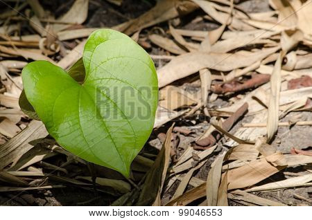 Green Leaf Background.