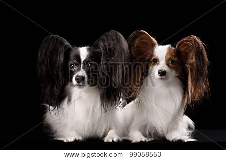 Two Dogs Of Breed Papillon On A Black Background
