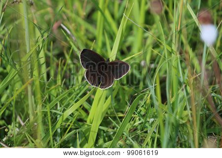 Ringlet Butterfly (Aphantopus hyperantus)