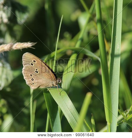 Ringlet Butterfly (Aphantopus hyperantus)