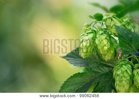 Hop Cones With Place For Text