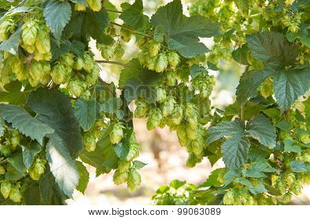 Hop Cones