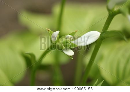 Hosta Flower in the garden