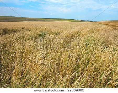 Endles Yellow Beautifull Wheatfield In Summer