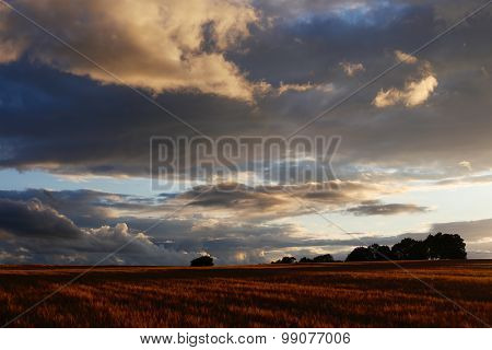 Cotswolds Barley Field & Sunset