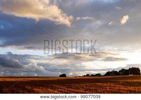 Cotswolds Barley Field & Sunset