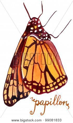 A bright watercolour butterfly on white background