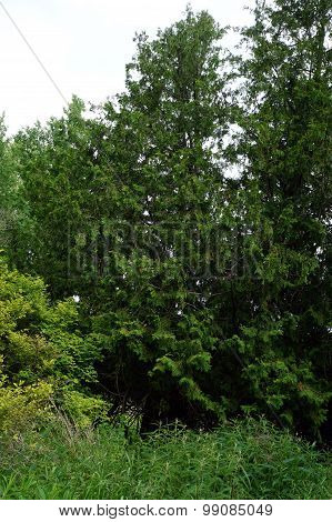 Cedar Tree