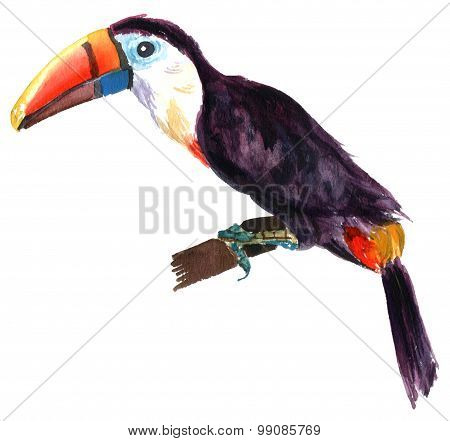 A watercolour drawing of a toucan on white background