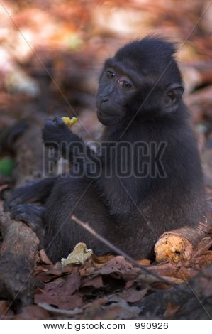 Black Macaque