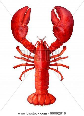 Lobster Isolated