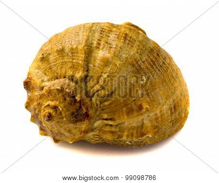 Sea shell isolsted on white background