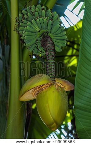 Banana blossom and bunch on tree
