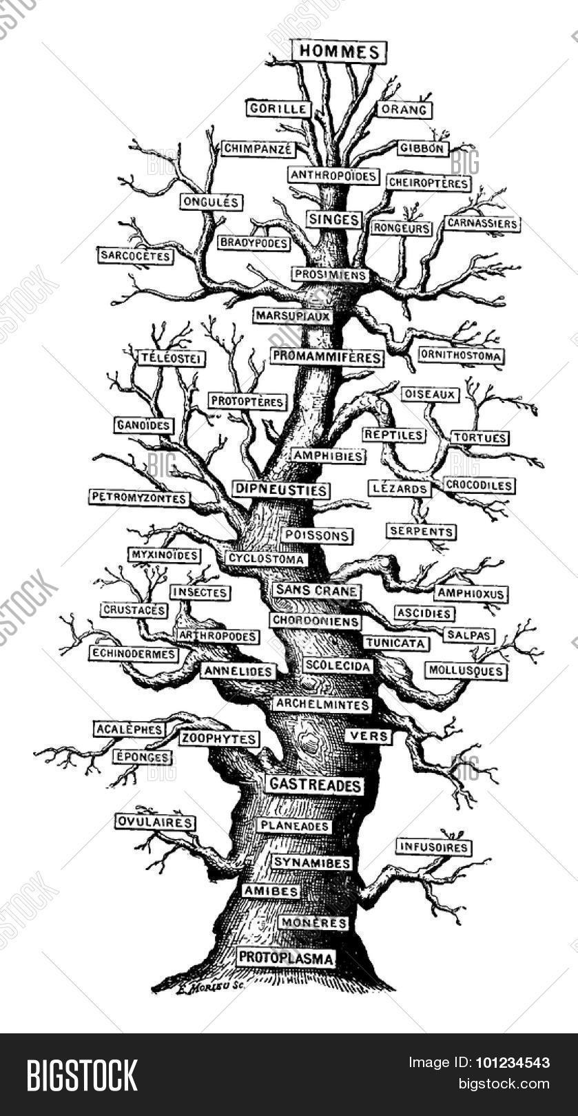 Vintage Family Tree Clip Art