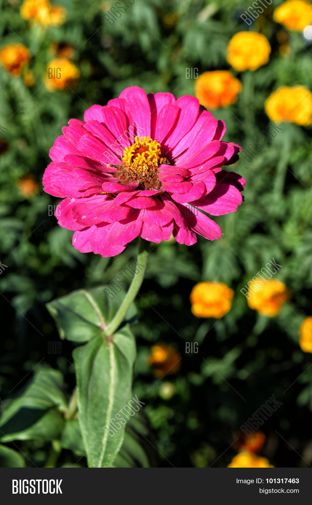 Image Preview