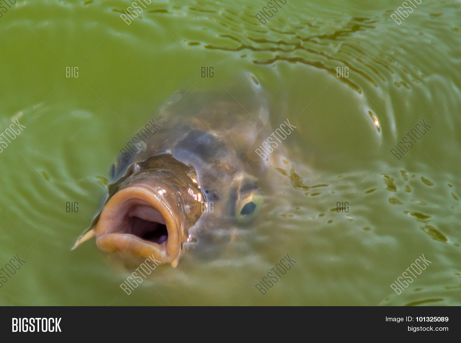 Fish Diving Out Water Image & Photo (Free Trial) | Bigstock