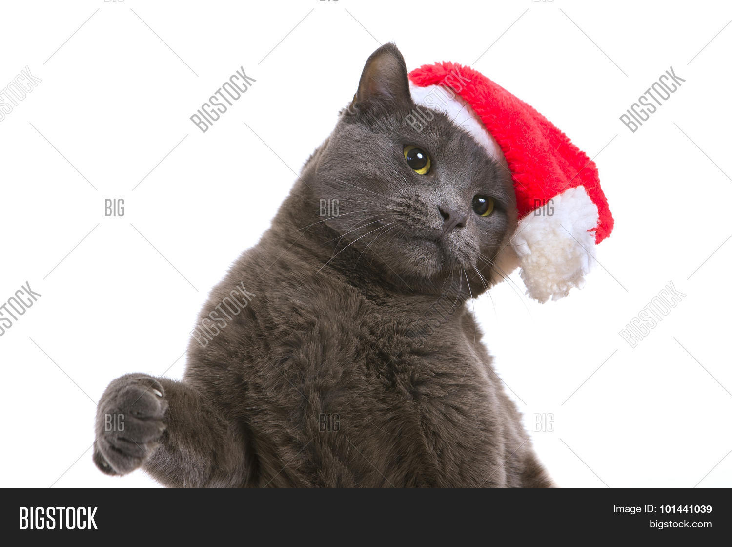 Christmas Cat - Gray Image & Photo (Free Trial) | Bigstock