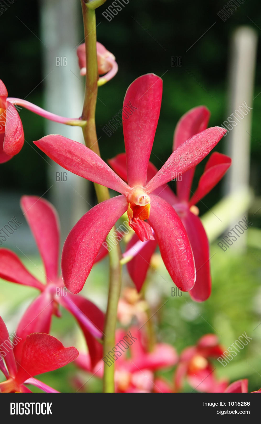 Image Preview