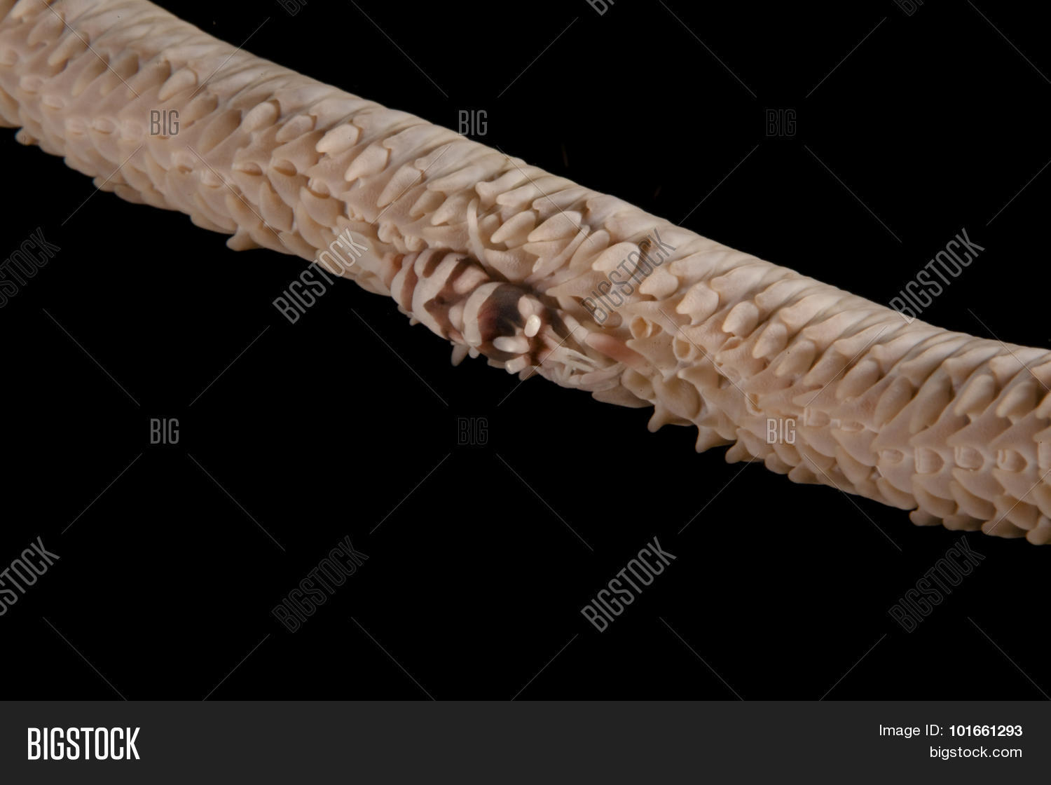 Image Preview