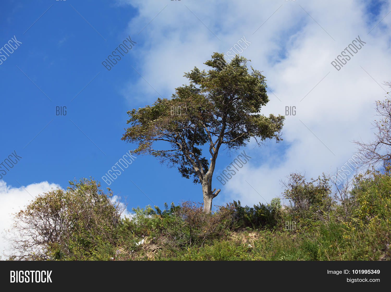 Image Preview
