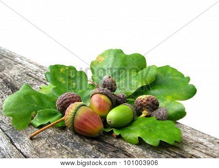 Acorns