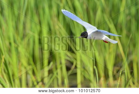 The Little Gull (larus Minutus) In Flight