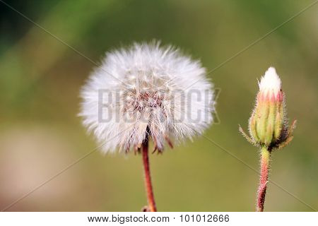 Dandelion.
