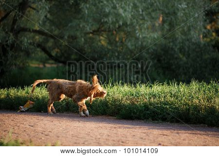 Dog Nova Scotia Duck Tolling Retriever