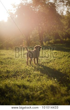 Dog Nova Scotia Duck Tolling Retriever